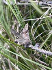 Autographa