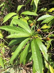 Morinda royoc