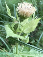 Cirsium oleraceum