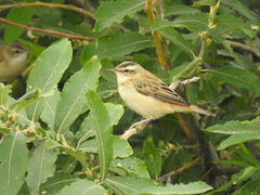 Acrocephalus schoenobaenus