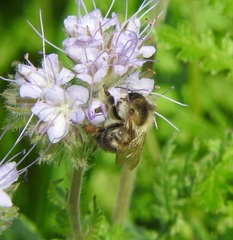 Bombus pascuorum