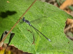 Lestes