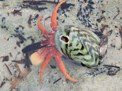 Paguristes frontalis