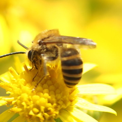 Colletes hederae