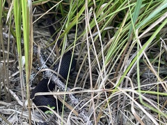 Vipera berus