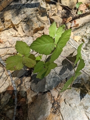 Rubus caesius