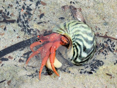 Paguristes frontalis