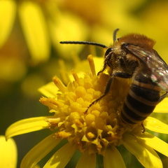 Colletes hederae