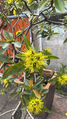 Xanthostemon chrysanthus