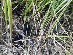 Vipera berus