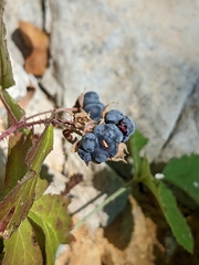 Rubus caesius