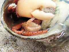 Paguristes frontalis