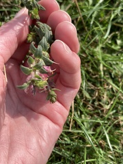 Odontites vulgaris
