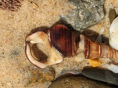 Pyrazus ebeninus