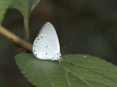 Candalides xanthospilos