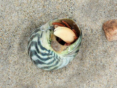 Paguristes frontalis