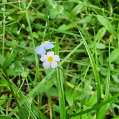 Myosotis scorpioides