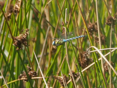 Aeshna mixta