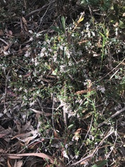 Leucopogon amplexicaulis