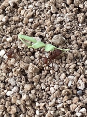 Acromyrmex versicolor