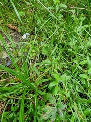 Myosotis scorpioides