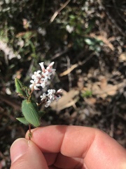 Leucopogon amplexicaulis