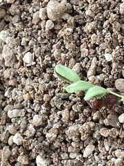 Acromyrmex versicolor