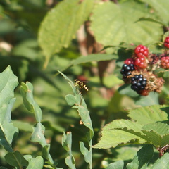 Xanthogramma pedissequum