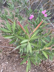 Nerium oleander