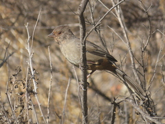 Melozone crissalis