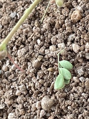 Acromyrmex versicolor