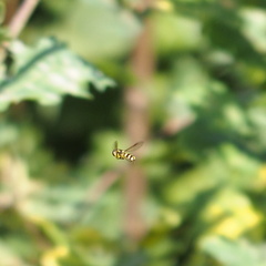 Xanthogramma pedissequum