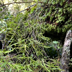 Dendrobium cunninghamii