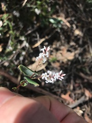 Leucopogon amplexicaulis