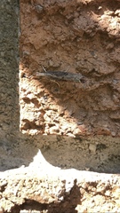 Parapediasia teterrellus