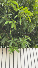 Mangifera indica