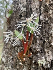 Dendrobium aemulum