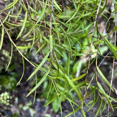 Dendrobium cunninghamii