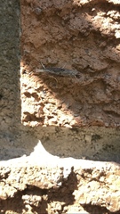 Parapediasia teterrellus