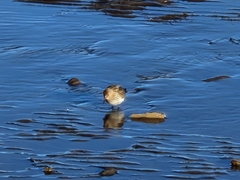 Calidris maritima
