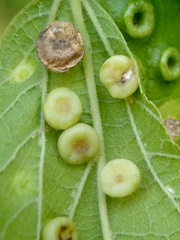 Pachypsylla celtidismamma