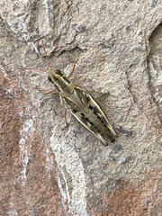 Melanoplinae