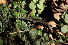 Plestiodon finitimus