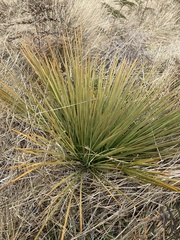 Aciphylla