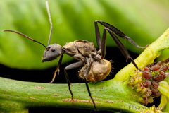 Camponotus sericeiventris