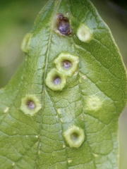 Pachypsylla celtidismamma