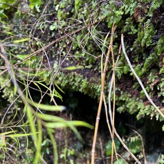 Dendrobium cunninghamii