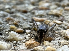 Velarifictorus micado