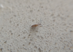 Entomobryidae