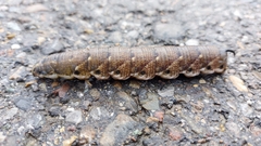 Agrius convolvuli